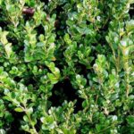 ბზის მოჭრაზე კონტროლი მკაცრდება