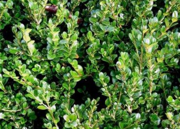 გარემოსდაცვითი ზედამხედველობის დეპარტამენტმა ბზის უკანონო მოპოვების ფაქტი გამოავლინა