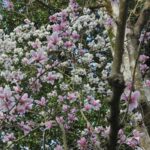 გარემოს ეროვნული სააგენტო, 10-12 მარტს საქართველოში მოსალოდნელი ამინდის შესახებ ინფორმაციას ავრცელებს