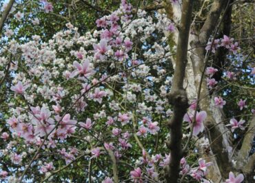 გარემოს ეროვნული სააგენტო, 10-12 მარტს საქართველოში მოსალოდნელი ამინდის შესახებ ინფორმაციას ავრცელებს