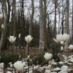 14-16 მარტს უნალექო ამინდი შენარჩუნდება