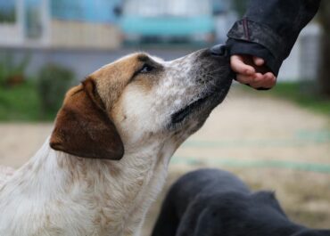 სეს – ვეტერინარული მანიპულაციები 9136 მიუსაფარ ცხოველს ჩაუტარდა
