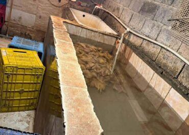 თერჯოლის რაიონის სოფელ ეწერში ფრინველთა არალეგალური სასაკლაო გამოავლინეს