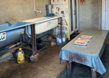 სოფელ კარალეთში ფრინველთა ორი არალეგალური სასაკლაო გამოვლინდა