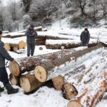 ბაკურიანი-წაღვერის სატყეო უბანზე დიდი ოდენობით ხე-ტყის უკანონო მოპოვებისა და ტრანსპორტირების ფაქტი გამოვლინდა