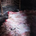 სურსათის ეროვნულმა სააგენტომ აჭარასა და ქვემო ქართლში ცხოველთა არალეგალური სასაკლაოები გამოავლინა