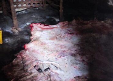 სურსათის ეროვნულმა სააგენტომ აჭარასა და ქვემო ქართლში ცხოველთა არალეგალური სასაკლაოები გამოავლინა