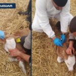 დედოფლისწყაროს მუნიციპალიტეტში მსხვილფეხა საქონელს ცოფი დაუდასტურდა