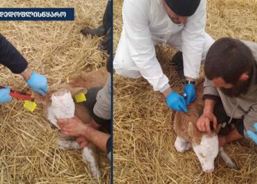 დედოფლისწყაროს მუნიციპალიტეტში მსხვილფეხა საქონელს ცოფი დაუდასტურდა