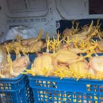 აჭარაში და გურიაში ფრინველთა არალეგალური სასაკლაოები გამოვლინდა