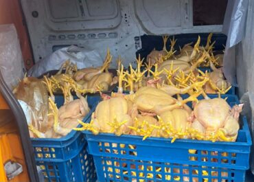 აჭარაში და გურიაში ფრინველთა არალეგალური სასაკლაოები გამოვლინდა