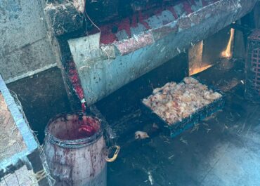 სურსათის ეროვნულმა სააგენტომ მარნეულში ფრინველთა კუსტარულად მოწყობილი სასაკლაო გამოავლინა