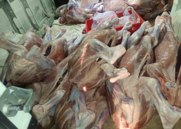 სურსათის ეროვნულმა სააგენტომ მცხეთა-მთიანეთში კუსტარულად მოწყობილი ცხოველთა სასაკლაო გამოავლინა