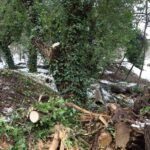 თბილისის მერია – ბოტანიკური ბაღი ვიზიტორებისთვის დროებით დაკეტილია