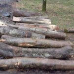 იმერეთში ხე-ტყის უკანონო მოპოვების ფაქტი გამოვლინდა