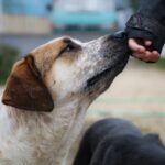 სურსათის ეროვნული სააგენტო ძაღლების ჰიპერპოპულაციის მართვის 2026 წლის პროგრამის განხორციელებას იწყებს