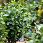 მართლმადიდებელი ეკლესია ბზობას აღნიშნავს