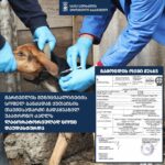 მარტვილის მუნიციპალიტეტში ცოფი გამოვლინდა