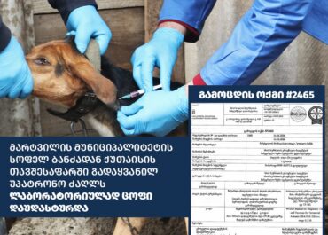 მარტვილის მუნიციპალიტეტში ცოფი გამოვლინდა