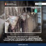 სურსათის ეროვნულმა სააგენტომ მარნეულში ფრინველთა არალეგალურ სასაკლაოს საწარმოო პროცესი შეუჩერა