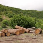 სატყეო სამსახურისა და ლენტეხის რაიონული სამმართველოს თანამშრომლებმა დიდი ოდენობით ხე-ტყის მოპოვებისა და ტრანსპორტირების ფაქტი გამოავლინეს