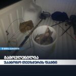 გარემოსდაცვითი ზედამხედველობის დეპარტამენტმა ქარელში ბრაკონიერობის ფაქტი გამოავლინა