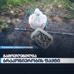 ყვარლის მუნიციპალიტეტში ბრაკონიერობის ფაქტი გამოვლინდა