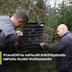 ლახამულას ხეობაში წიწვოვანების ხმობის ფაქტი დაფიქსირდა