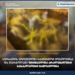სურსათის ეროვნულმა სააგენტომ ქობულეთსა და თერჯოლაში ფრინველთა არალეგალური სასაკლაოები გამოავლინა